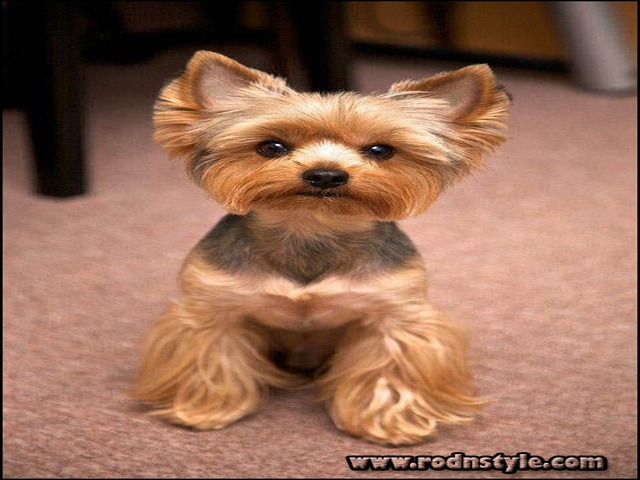 Yorkie Haircuts Styles Pictures 11