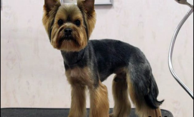 yorkie-haircuts-styles-pictures-1-630x380 The 10 Best Resources for Yorkie Haircuts Styles Pictures