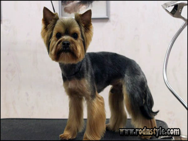 Yorkie Haircuts Styles Pictures 12