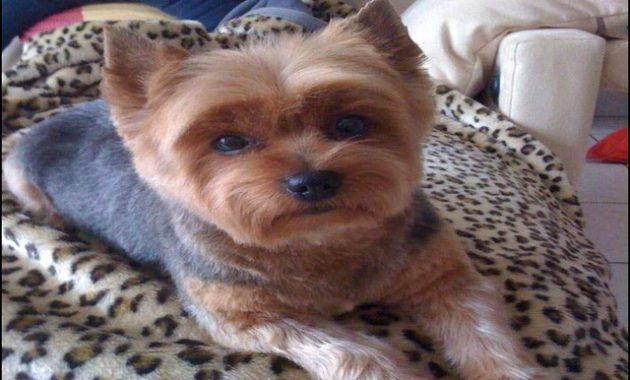 yorkie-haircuts-styles-pictures-1-630x380 The 10 Best Resources for Yorkie Haircuts Styles Pictures