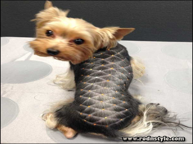 Yorkie Haircuts Styles Pictures 2