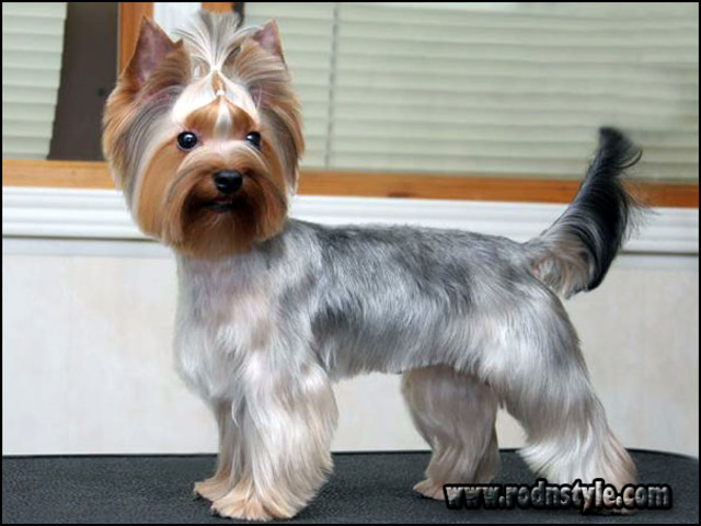 Yorkie Haircuts Styles Pictures 3