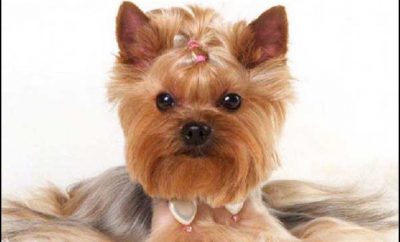 Yorkie Haircuts Styles Pictures 4