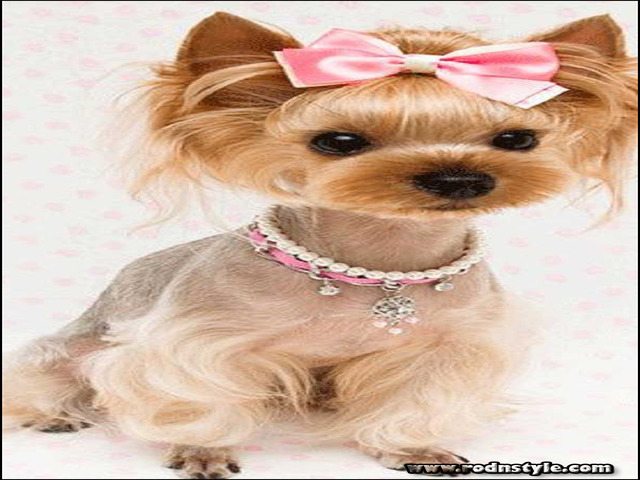 Yorkie Haircuts Styles Pictures 7