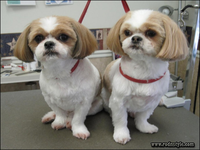 Haircuts For Shih Tzus 0