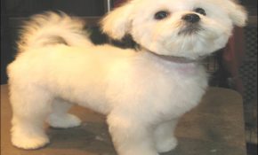 Maltese Haircuts Styles Pictures 13