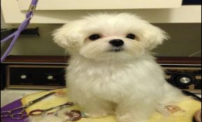 Maltese Haircuts Styles Pictures 3