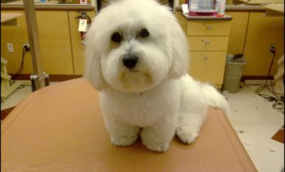 Maltese Haircuts Styles Pictures 5