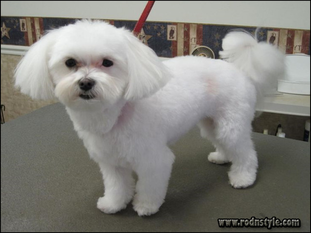 Maltese Haircuts Styles Pictures 7