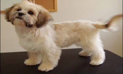 Shih Tzu Haircuts Pictures 11