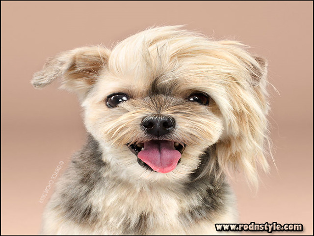 Types Of Dog Haircuts 12