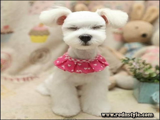 Types Of Dog Haircuts 13