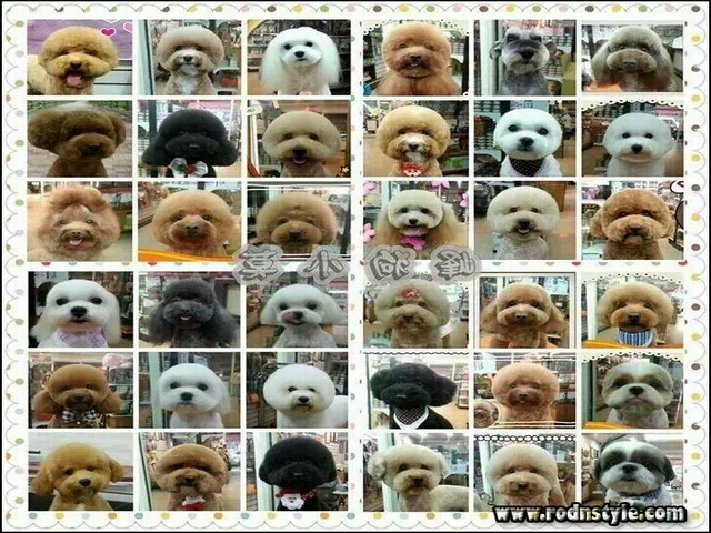 Types Of Dog Haircuts 3