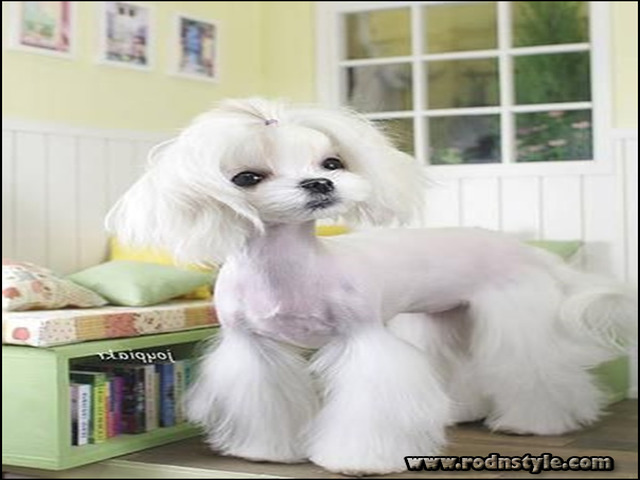 Types Of Dog Haircuts 4