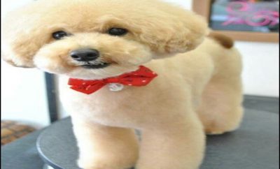 Types Of Dog Haircuts 8