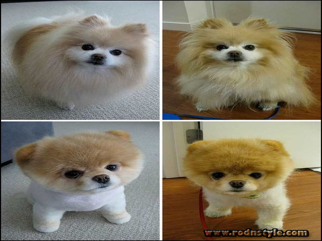 Types Of Dog Haircuts 9